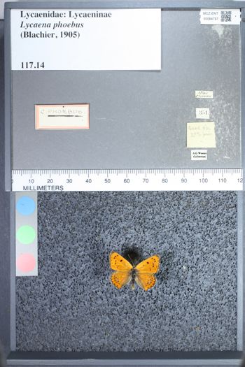 Media type: image;   Entomology 64797